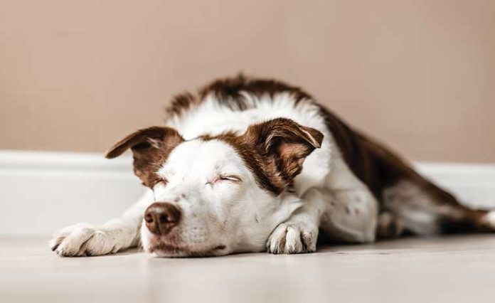 Come-insegnare-ai-cani-a-rilassarsi