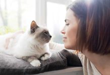 Se il gatto non ama stare da solo Se-il-gatto-non-ama-stare-da-solo