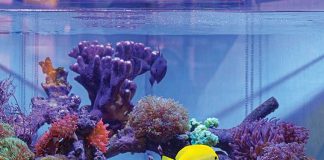 come-scegliere-un-acquario