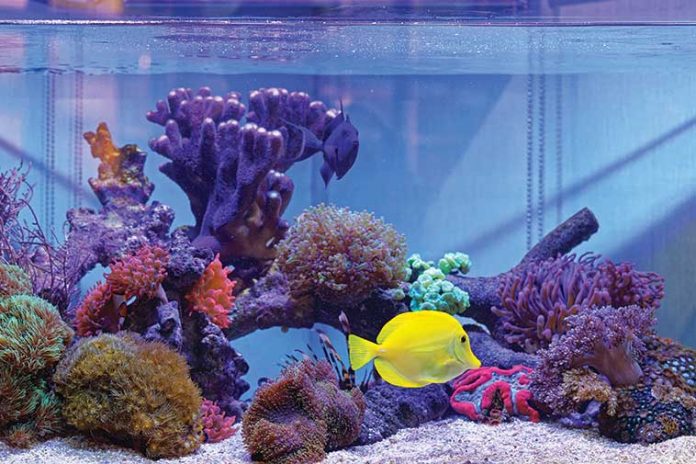 come-scegliere-un-acquario