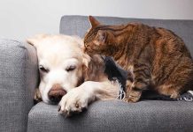 La medicina del dolore per cani e gatti La-medicina-del-dolore-per-cani-e-gatti