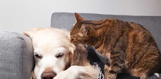 La medicina del dolore per cani e gatti La-medicina-del-dolore-per-cani-e-gatti