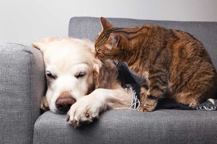 iStock-1394490025-medicina-del-dolore-per-cani-e-gatti La-medicina-del-dolore-per-cani-e-gatti