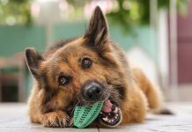 La-masticazione-un-bisogno-vitale-per-il-cane