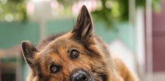 La-masticazione-un-bisogno-vitale-per-il-cane