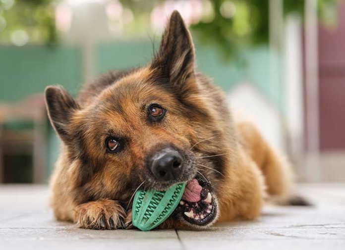 La-masticazione-un-bisogno-vitale-per-il-cane