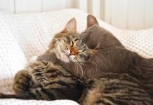 I gatti alfa esistono davvero? I-gatti-alfa-esistono-davvero?