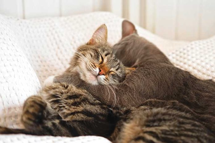 iStock-1485722301-gatti-alfa-esistono-o-no I-gatti-alfa-esistono-davvero?