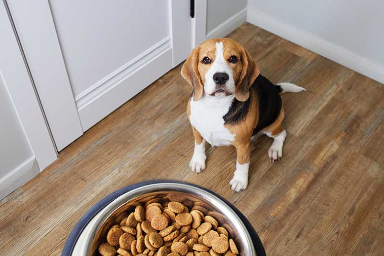 Educazione alimentare del cane davanti alla sua ciotola