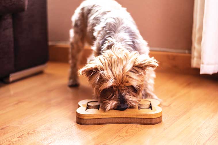 Educazione alimentare del cane nella foto il cane che gioca con il sostegno propositivo