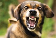 Aggressioni canine cosa fare Aggressioni-canine