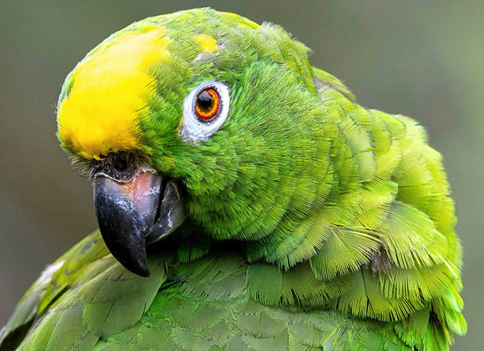 parrot-9295172 Raggio-di-sole