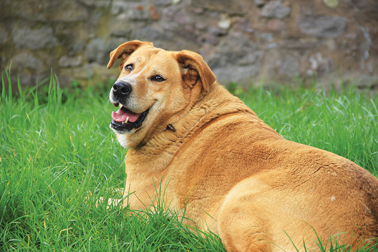 Un cane in primo piano adatto alla monta