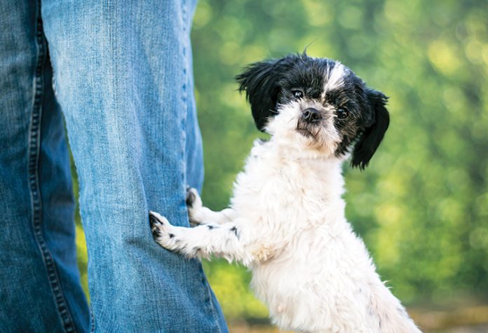 La-monta-del-cane