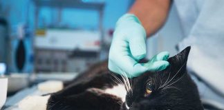 I-nostri-pet-donatori-di-sangue