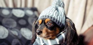 Proteggere-dal-freddo-i-propri-pet