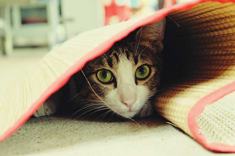 Gatto impaurito sotto una coperta importante la biorisonanza per animali