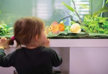 Un Acquario in regalo Un-acquario-in-regalo