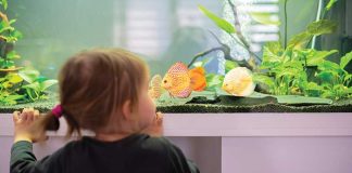 Un-acquario-in-regalo