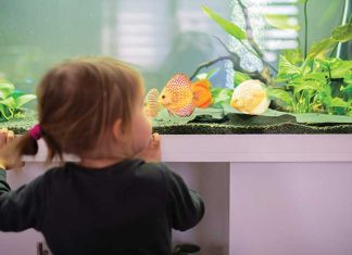 Un-acquario-in-regalo