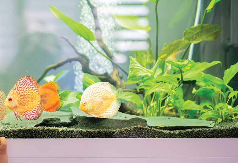 Un acquario in regalo uno scalare in primo piano