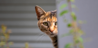 Il-gatto-di-casa-selvaggio