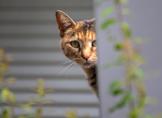 Il-gatto-di-casa-selvaggio