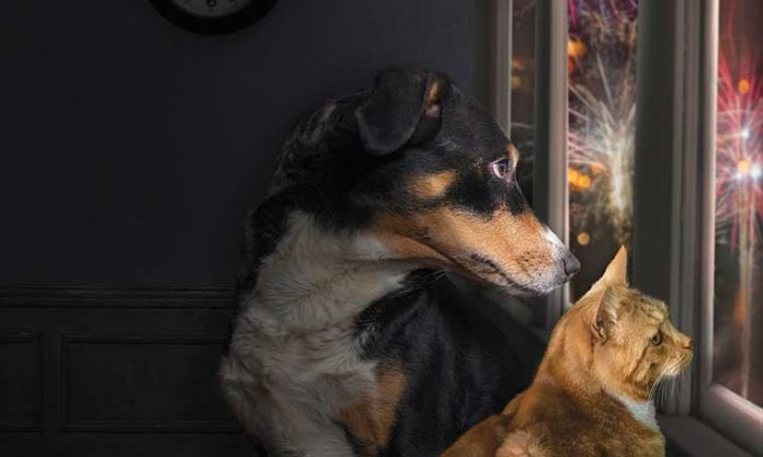 La-biorisonanza-per-animali