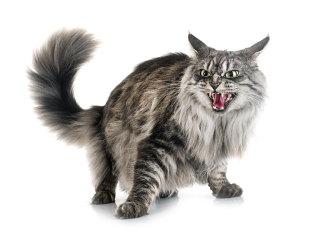 Le-due-facce-della-paura-nel-gatto