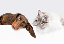 Linea Zenifel e Zenidog da Virbac