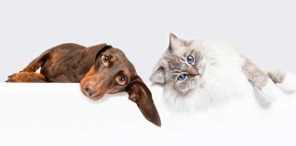 Linea Zenifel e Zenidog da Virbac