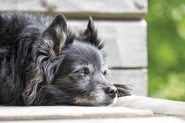 Cane anziano per la prevenzione