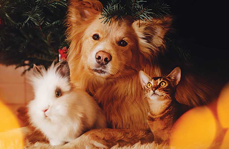 Prendersi cura del proprio animale domestico nella foto cane gatto e coniglio i più diffusi nelle famiglie italiane