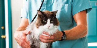 prevenzione-cani-e-gatti-anziani