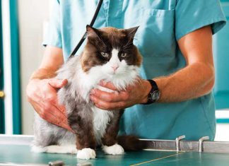 prevenzione-cani-e-gatti-anziani