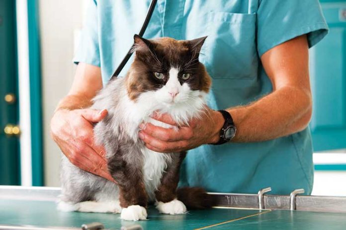 iStock-160098800-controllo-veterinario-gatto-anziano prevenzione-cani-e-gatti-anziani