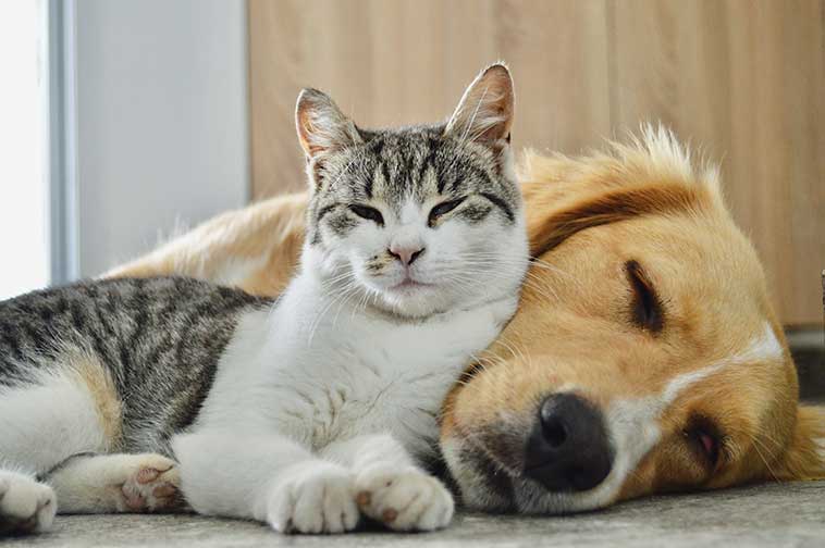 prevenzione cani e gatti anziani