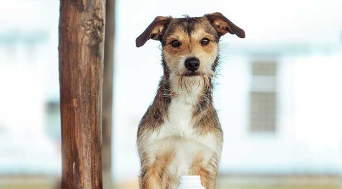 Per la salute di cute e mantello nei pet salute-cute-mantello