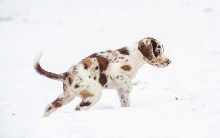 I periodi di sviluppo del cucciolo