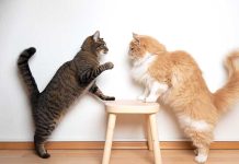 gatti-litigi-attacchi