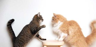 gatti-litigi-attacchi