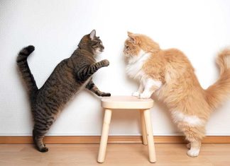 gatti-litigi-attacchi