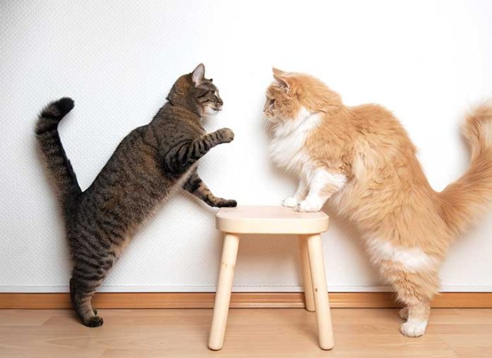gatti-litigi-attacchi
