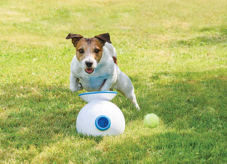 Gioco interattivo per cani