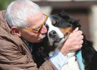 educare-cane-anziano-adottato