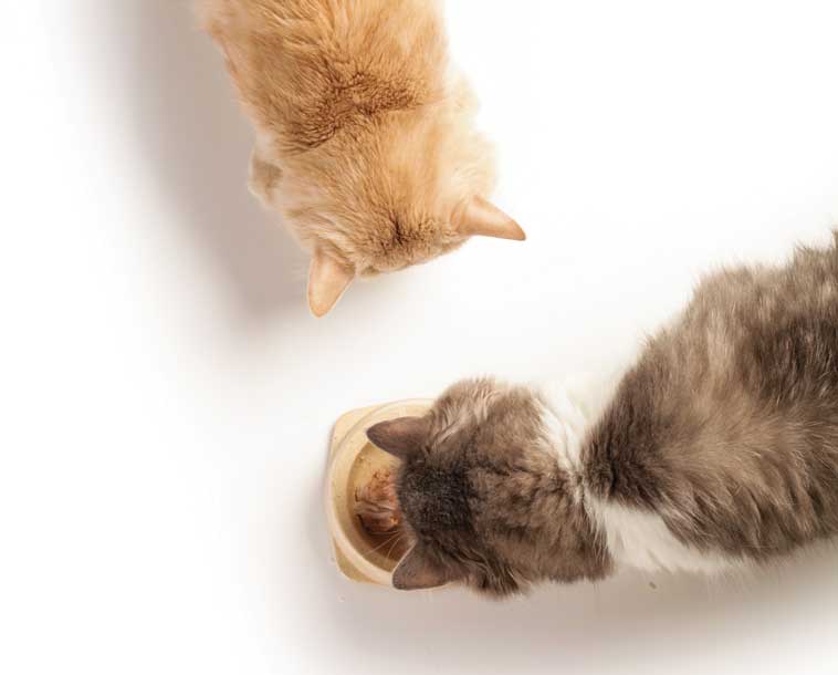 Condivisione risorse tra gatti