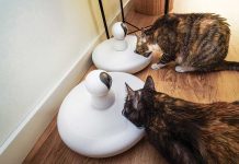 oggetti-per-animali-smart