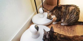 oggetti-per-animali-smart