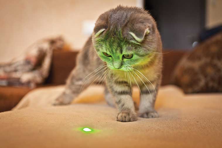 Gioco laser per gatti
