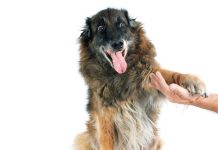 iStock-511972095-vita-con-un-cane-anziano